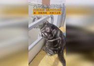 吃瓜少女猫娱乐,揭秘娱乐圈幕后故事