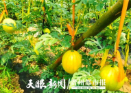 贵阳娱乐吃瓜,吃瓜群众的热门话题大盘点