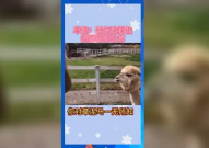 娱乐吃瓜群众歌曲视频下载,揭秘“吃瓜群众”歌曲视频下载背后的故事