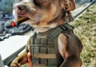 娱乐吃瓜汪星人是谁,网络红星的崛起之路