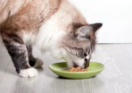 娱乐吃瓜酱猫咪,娱乐吃瓜酱猫咪的趣味日常