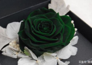 永生花,揭秘永生花的魅力与制作工艺