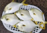 鲳鱼价格,市场动态与消费者洞察”