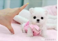 茶杯狗能活多久,了解小型犬的健康与养护