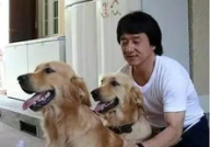 娱乐吃瓜酱怕狗大哥,揭秘“怕狗大哥”背后的故事