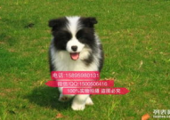 成都边境牧羊犬价格,价格解析与市场行情一览