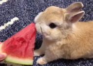 娱乐吃瓜兔子视频大全,盘点热门视频大全