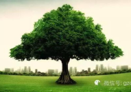参天大树前人栽是什么生肖,生肖智慧传承路