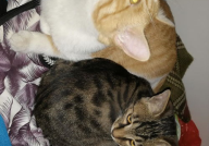 娱乐吃瓜猫嘎嘎,揭秘娱乐圈幕后趣闻