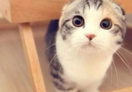 折耳猫娱乐吃瓜君,揭秘娱乐圈那些不为人知的幕后故事