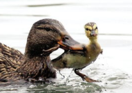 娱乐吃瓜鹅鸭视频大全