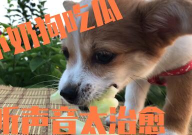 娱乐吃瓜菌小狗视频下载,揭秘小狗视频下载背后的秘密